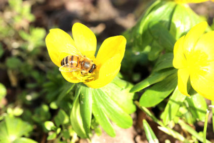 Erantis får besøg af en bi. Bien henter pollen til bilarverne i bistadet.