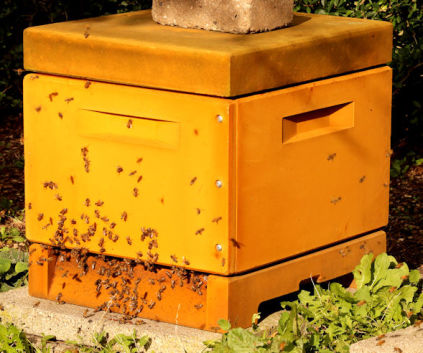 Bier i haven: bierne er ude på årets første udflugt 22.02.2021