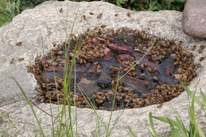 Bierne er tørstige i Bolettes bigård
